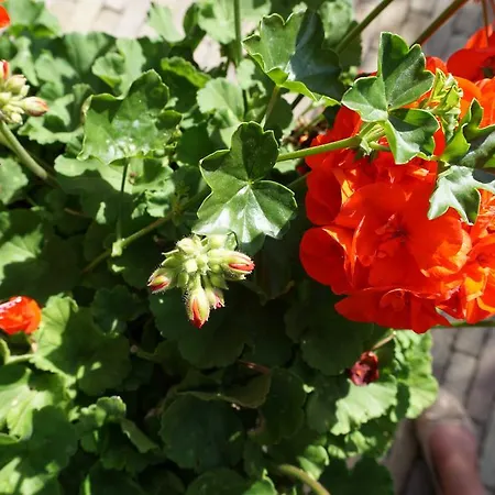 Anaiade, The Originals City, Saint-nazaire Pornichet